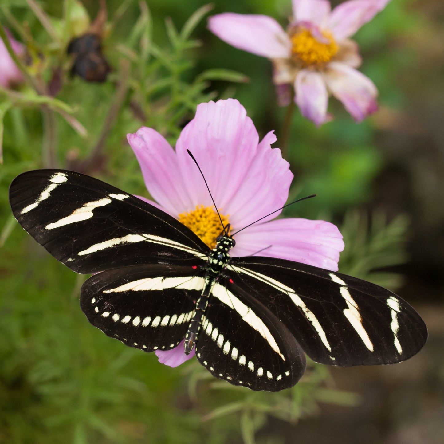 Butterfly Collection - ZEBRA LONGWING BUTTERFLY  on Stained Glass Sock  - Hand-Dyed Yarn - Purple Lamb