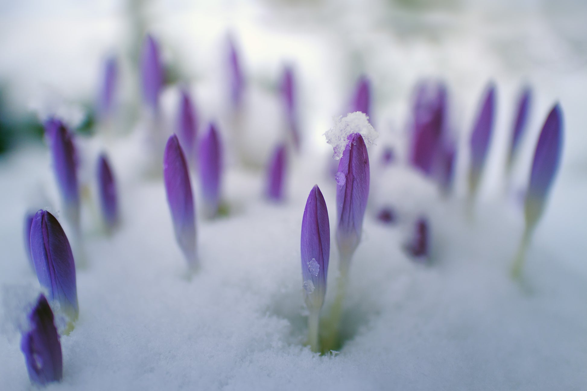 CROCUSES IN SNOW on Squoosh DK - Purple Lamb