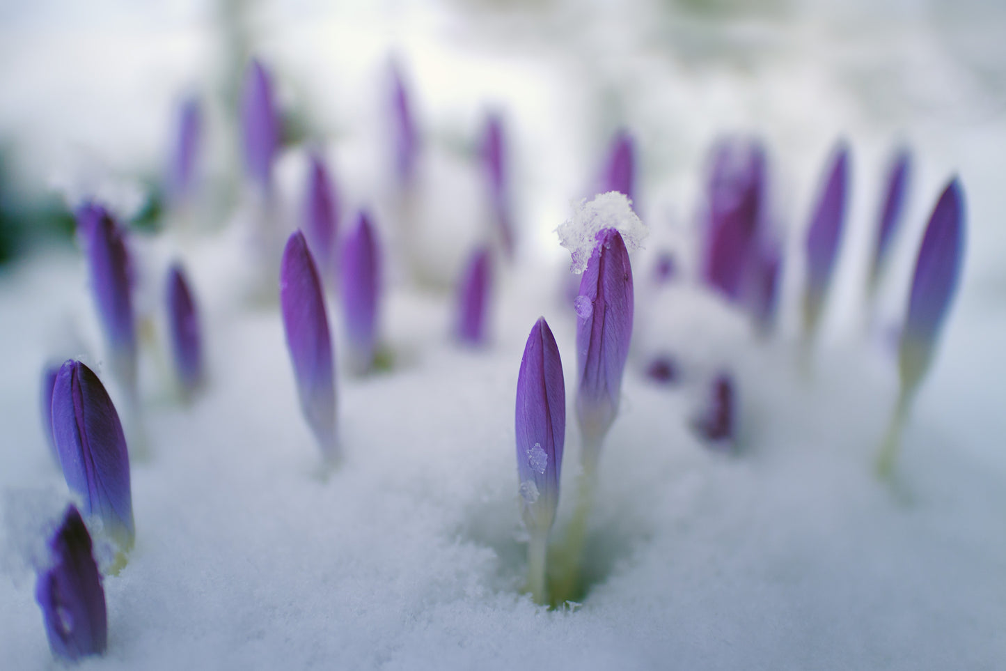 CROCUSES IN SNOW on Dream Sock Yarn - Purple Lamb