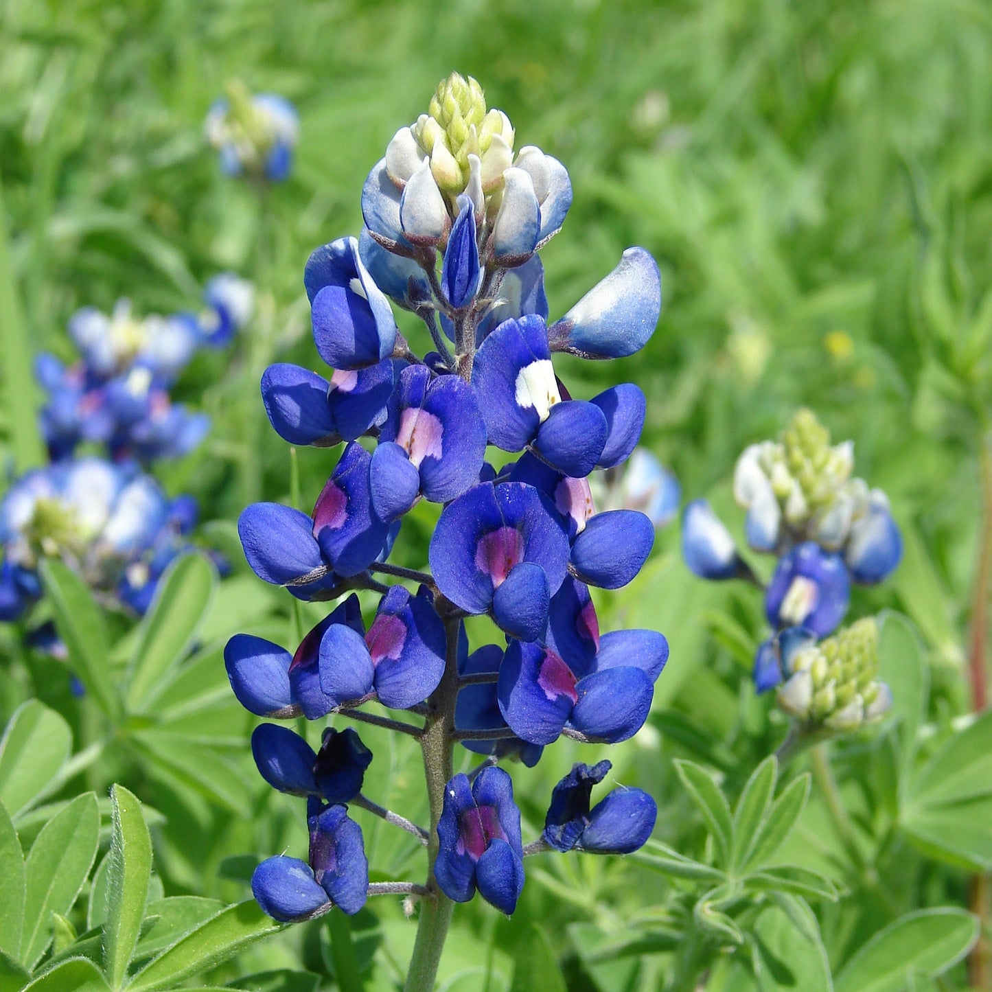 TEXAS BLUEBONNET on Suri Lace Cloud - Ikat Colorway