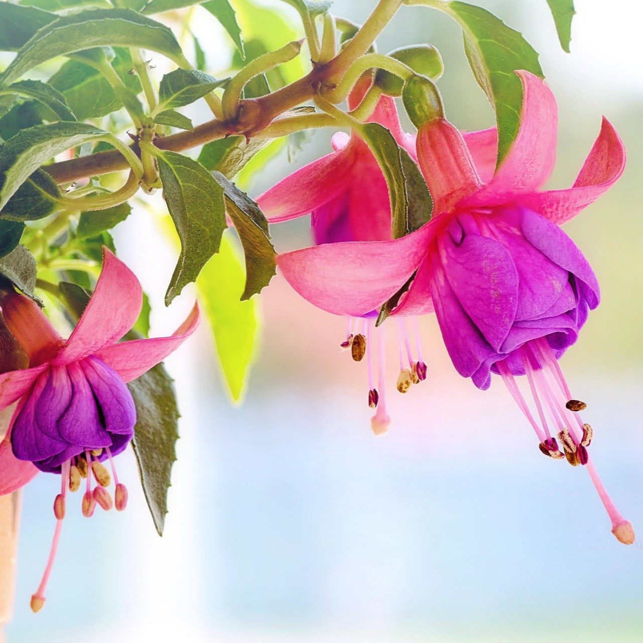 FUCHSIA FLOWER on Squoosh DK