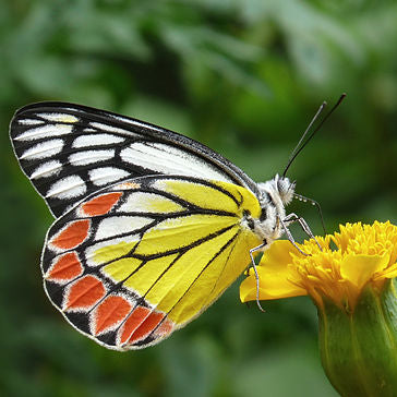 INDIAN JEZEBEL BUTTERFLY Hand Dyed on Stained Glass Fingering - Assigned Pooling Yarn