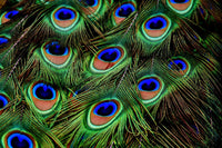 PEACOCK FEATHERS on Sock Perfection