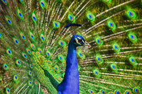 PEACOCK FEATHERS Hand-Dyed on Super Sport