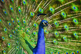 PEACOCK FEATHERS Hand-Dyed on Super Sport