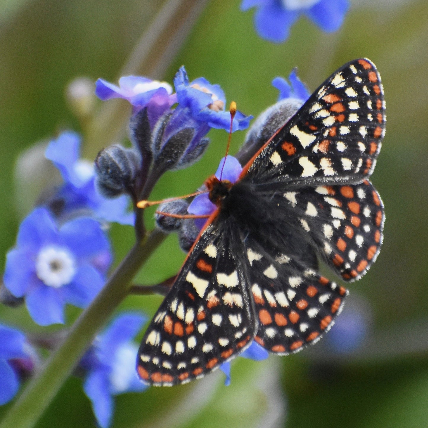 QUINO CHECKERSPOT BUTTERFLY Hand Dyed on Stained Glass Fingering - Splashed & Speckled Yarn