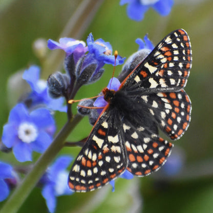 QUINO CHECKERSPOT BUTTERFLY Hand Dyed on Stained Glass Fingering - Splashed & Speckled Yarn