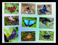 Butterfly Collection - BLUE MOON BUTTERFLY Hand-Dyed Yarn on Stained Glass Sock - Purple Lamb