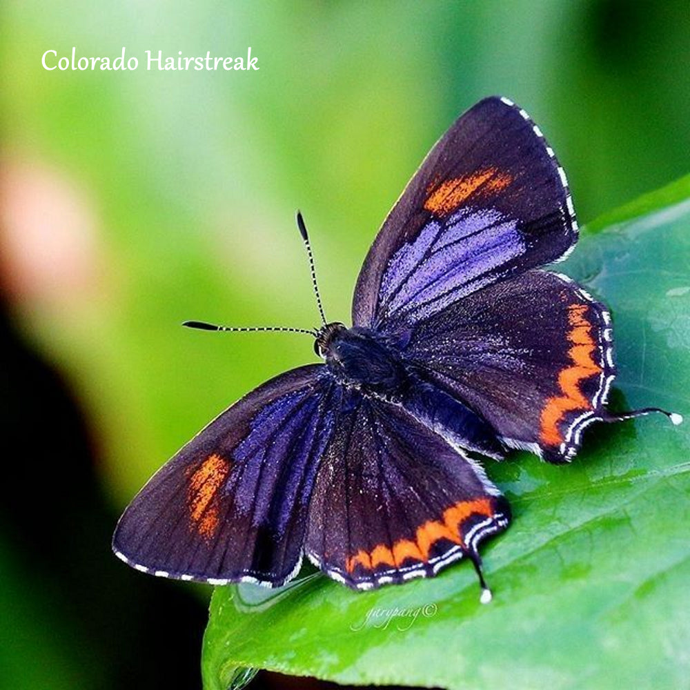 Butterfly Collection - COLORADO HAIRSTREAK BUTTERFLY on Stained Glass Sock - Assigned Pooling Colorway - Purple Lamb