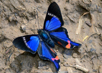 Butterfly Collection - PERIANDER METALMARK BUTTERFLY Hand-Dyed Yarn on Stained Glass Sock - Purple Lamb