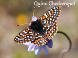 Butterfly Collection - QUINO CHECKERSPOT BUTTERFLY Hand-Dyed Yarn on Stained Glass Sock - Purple Lamb