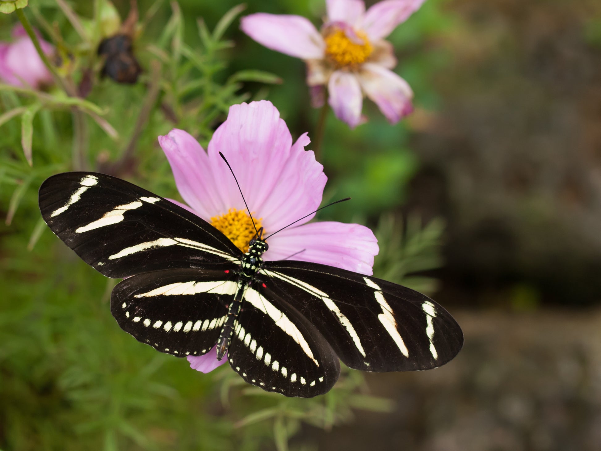 Butterfly Collection - ZEBRA LONGWING BUTTERFLY  on Stained Glass Sock  - Hand-Dyed Yarn - Purple Lamb